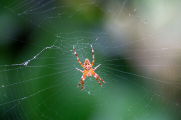 crowned orbweaver spider on it's web with a blurred green background