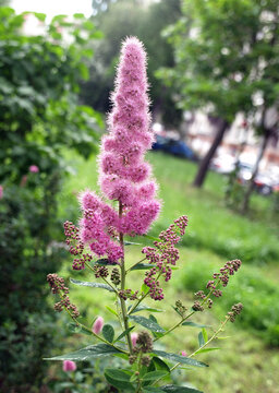 Spirea Paniculata Bushes Flowering Shrubs