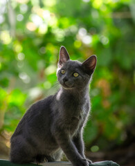Gato azul ruso negro gris joven pequeño a la luz entre las hojas sobre él con fondo desenfocado de luces y arboles
