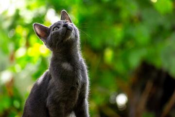 Gato azul ruso negro gris joven pequeño a la luz entre las hojas sobre él con fondo desenfocado de luces y arboles