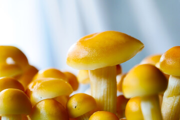 detail shot of Mountain mushroom against blue background 
