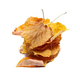 Colorful autumn linden leaves, foliage pile isolated on white 