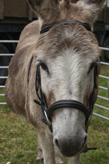 Naklejka na ściany i meble Close up of donkey's head, wearing bridle.