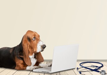 Cute domestic dog at the desk with a laptop