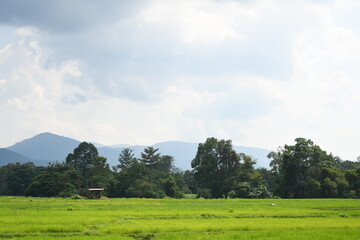 landscape with field