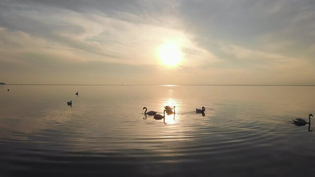 Beautiful swans swim in perfect calm sea lake at sunset. Cleaning feathers and pecks diving birds silhouettes in shimmering water golden hour