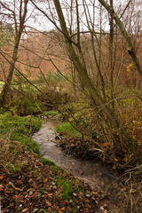  golden autumn in the forest. Landscape with a river in an autumn forest