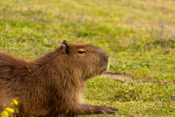 Capibara