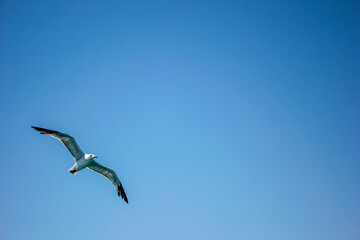 seagull flying with clear sky and space for text