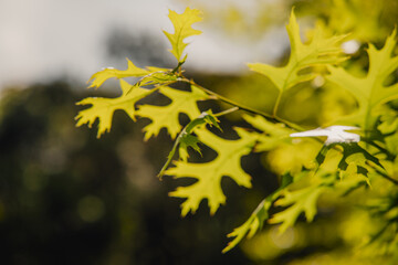 autumn leaves in the forest