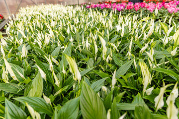 Spathiphyllum white flower