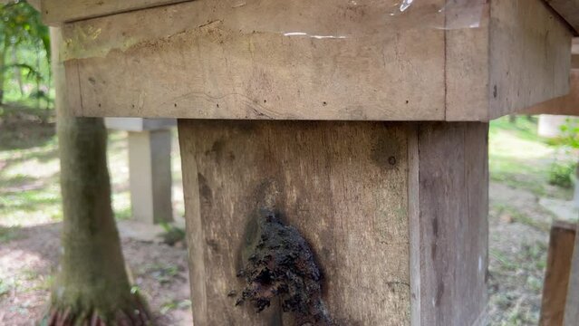 box for stingless bee cultivation galo-galo. Type Heterotrigona itama
