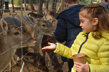 Niños pequeños alimentando ciervos en un zoo  - obrazy, fototapety, plakaty