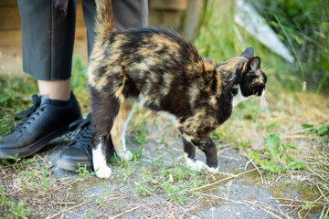 Cat caressing girls legs. Stray cat and man. Animal nap street.