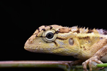 lizard 