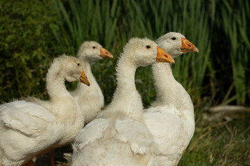 Geese on farm. Young geese with white birches. White birds on shore of pond.