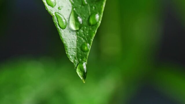 green leaf in the rain