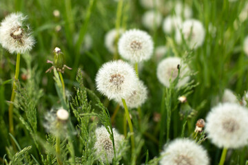 Dandelions in field. Plant in spring. Details of summer nature.