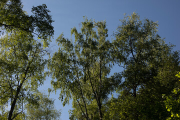 Trees in summer in park. Large trees against sky.