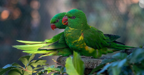 The pair of the scaly-breasted lorikeet (Trichoglossus chlorolepidotus) sits on a branch.