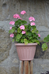 A pot of flowers on the wall.