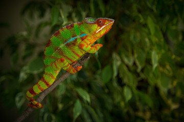 male chameleon pardalis in nature