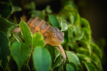 chameleon pardalis female in the nature