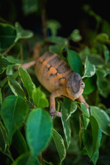 chameleon pardalis female in nature