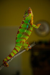 male chameleon pardalis in nature