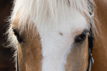 horse's muzzle, close up eyes