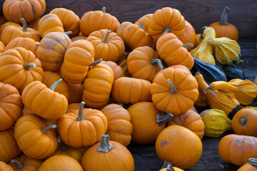 miniature pumpkins heap halloween decoration thanksgiving autumn harvesting orange gourds squash