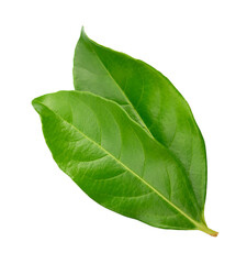 Obraz premium green leaf isolated on white