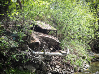 turtle in the forest