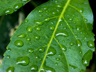 water drops on leaf
