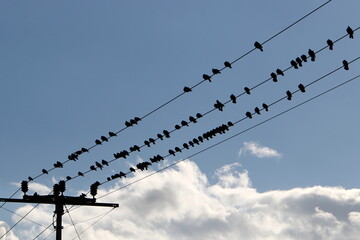 Birds sit on wires carrying electricity.