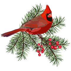 Red Cardinal Bird on a Christmas Tree branch