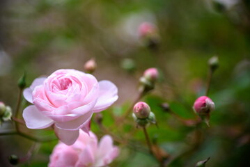 Close up Pink Damask Rose flower with blur background