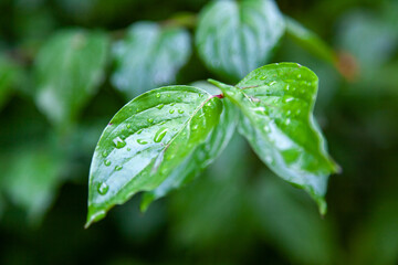 leaf with water drops