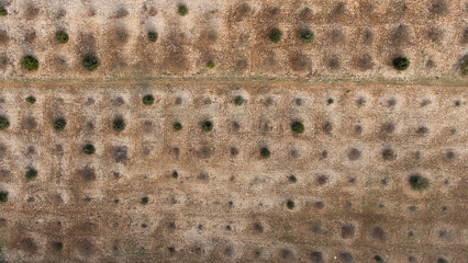 Culture d'arbre vue de dessus. Verger ou plantation alignée et centrée dans un champ en terre