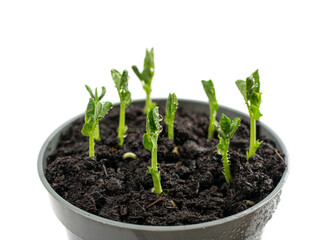 Pea leaf isolated. Green leaves, Macro Photo of Sprouted Legume Seeds in a Pot