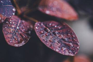 Close up of water droplets on the purple leaves of a smokebush plant.