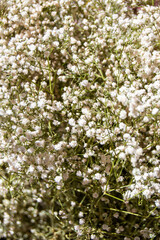Fondo de flores blancas para felicitar navidad