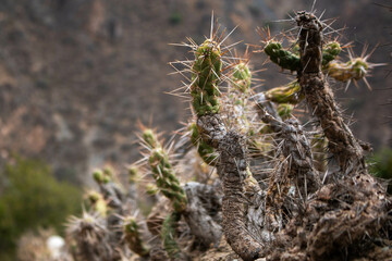 Close-up set of wild cacti growing on the walls of the houses in the Sacred Valley Peru.