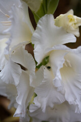 Fototapeta na wymiar White gladioli planted in Sacred Valley Peru.