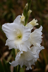 White gladioli planted in Sacred Valley Peru.
