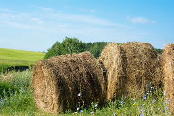 Haystacks in a field in the village. Sunny morning.