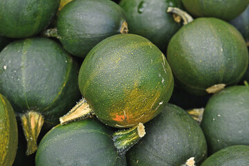 Green Rondini Gem squashes
