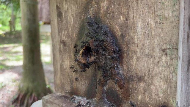 box for stingless bee cultivation galo-galo. Type Heterotrigona itama