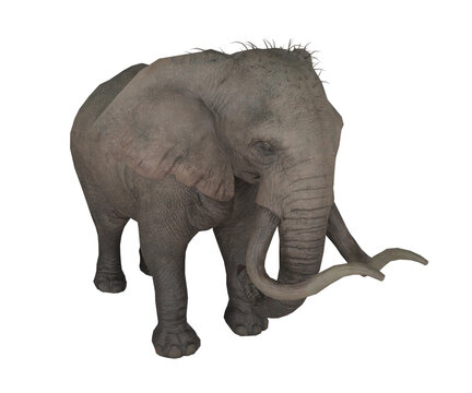 3d rendering realistic elephant animal