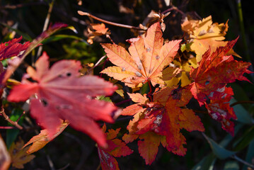 三ッ石山の紅葉、夕日を浴びるカエデの葉